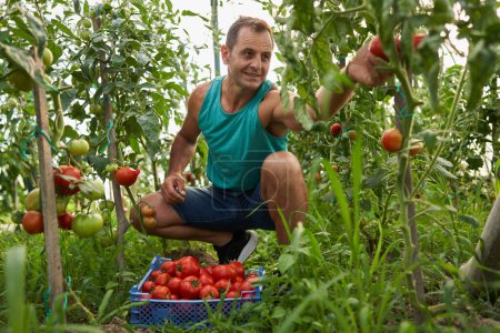 Foto de Feliz granjero recogiendo tomates caseros en una caja en su invernadero - Imagen libre de derechos