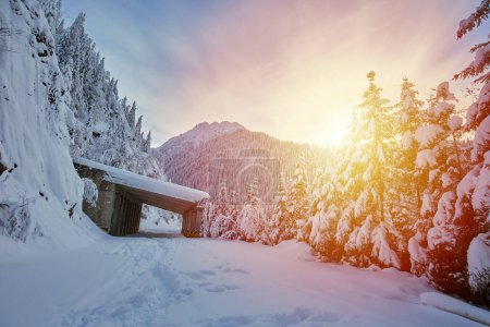 Téléchargez les photos : Paysage hivernal avec pinèdes sur la montagne enneigée - en image libre de droit