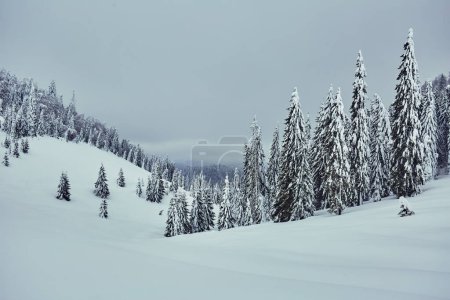 Téléchargez les photos : Paysage hivernal avec pinèdes sur la montagne enneigée - en image libre de droit