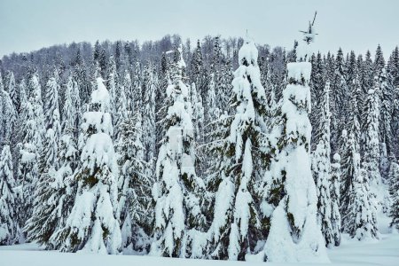 Foto de Paisaje invernal con pinares en la montaña cubierta de nieve - Imagen libre de derechos