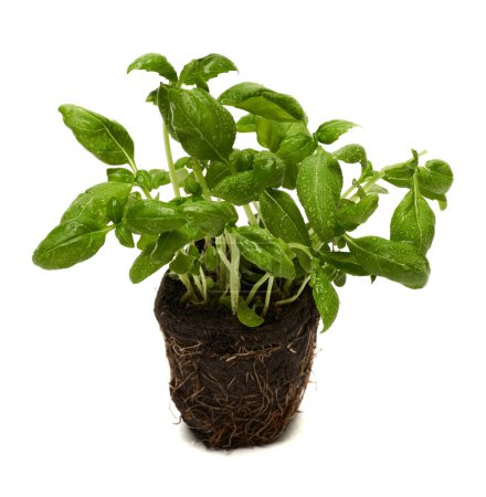 Photo for Closeup of fresh basil in peat pot isolated on white background - Royalty Free Image