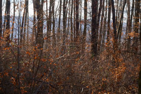 Téléchargez les photos : Un hiver chaud pendant le changement climatique avec des forêts qui reprennent vie et pas de neige - en image libre de droit