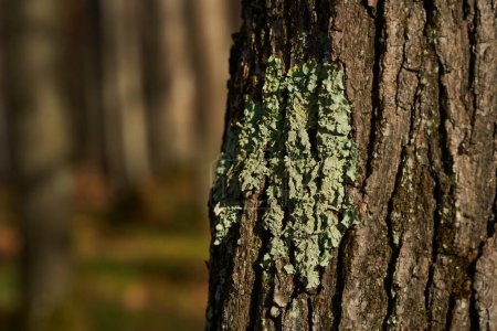 Téléchargez les photos : Gros plan de lichen poussant sur écorce de chêne, très détaillé - en image libre de droit