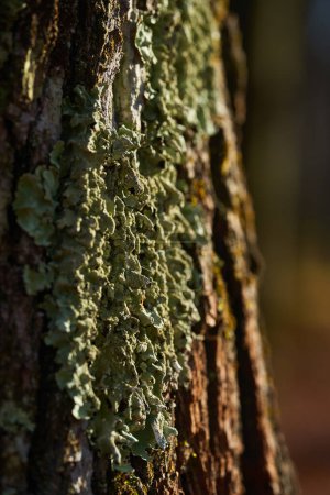 Téléchargez les photos : Gros plan de lichen poussant sur écorce de chêne, très détaillé - en image libre de droit