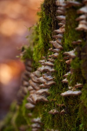 Photo for A colony of parasite mushrooms growing on a mossy oak tree bark - Royalty Free Image