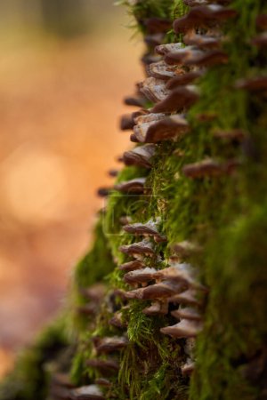 Téléchargez les photos : Une colonie de champignons parasites poussant sur une écorce de chêne mousse - en image libre de droit