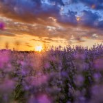 Sunset landscape with a blooming lavender field in the summer with vibrant colors 