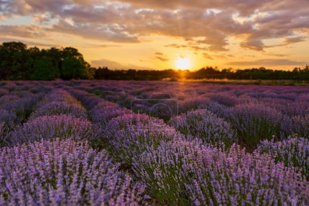 Photo for Sunset landscape with a blooming lavender field in the summer with vibrant colors - Royalty Free Image