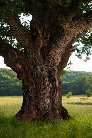 Photo for Enormous oak, multi centennial, on a meadow with forest behind, useful as graphic resource for background or wallpaper - Royalty Free Image