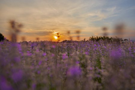 Téléchargez les photos : Paysage au coucher du soleil avec un champ de lavande en fleurs en été avec des couleurs vives - en image libre de droit