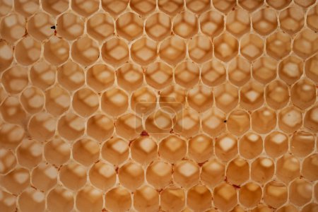 Téléchargez les photos : Gros plan d'un peigne à miel, vide sans abeilles ni miel à l'intérieur, utile comme fond, texture ou illustration - en image libre de droit