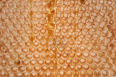 Téléchargez les photos : Gros plan d'un peigne à miel, vide sans abeilles ni miel à l'intérieur, utile comme fond, texture ou illustration - en image libre de droit