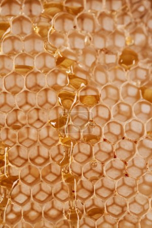 Foto de Primer plano de un panal de miel, vacío sin abejas ni miel en el interior, útil como fondo, textura o ilustrativo - Imagen libre de derechos