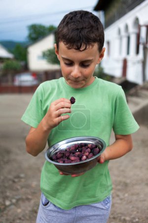Photo for Closeup portrait of a child eating mulberries from a metal bowl - Royalty Free Image