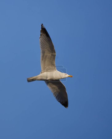 Seagull bird in flight in beautiful early morning 