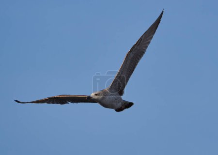 Seagull bird in flight in beautiful early morning 