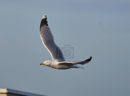 Téléchargez les photos : Oiseau de mouette en vol dans la belle matinée - en image libre de droit