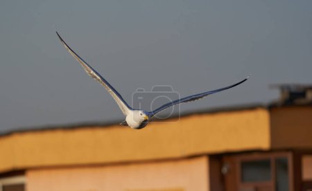 Foto de Pájaro gaviota en vuelo en la hermosa madrugada - Imagen libre de derechos