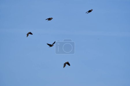 Photo for A flock of crows flying against the clear blue sky - Royalty Free Image