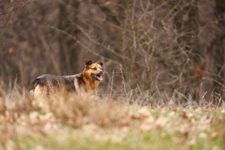 Strong feral dog, stray dog, in forest, looking for something to hunt