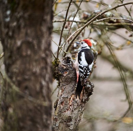 Photo for Middle spotted woodpecker perched on an old tree, looking around - Royalty Free Image