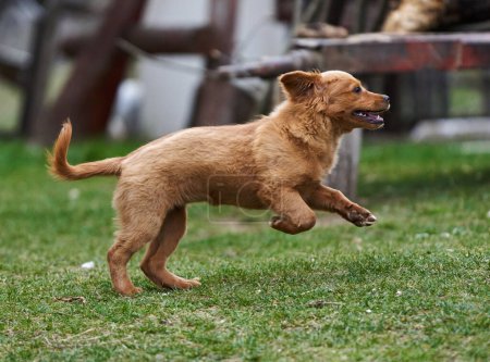Téléchargez les photos : Mignon petit chien brun jouant heureux dans l'herbe - en image libre de droit