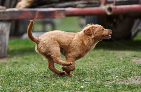 Téléchargez les photos : Mignon petit chien brun jouant heureux dans l'herbe - en image libre de droit