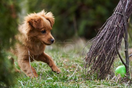 Photo for Cute little brown dog playing happy in grass - Royalty Free Image