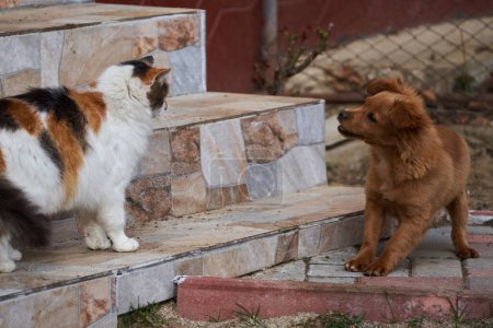 Téléchargez les photos : Mignon petit chien jouant avec le chat dans le jardin - en image libre de droit