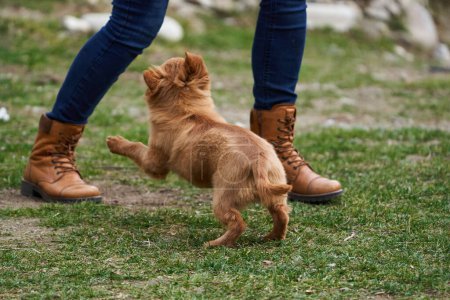 Foto de Lindo perrito marrón jugando feliz en la hierba con su dueño - Imagen libre de derechos