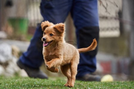 Téléchargez les photos : Mignon petit chien brun jouant heureux dans l'herbe avec son propriétaire - en image libre de droit