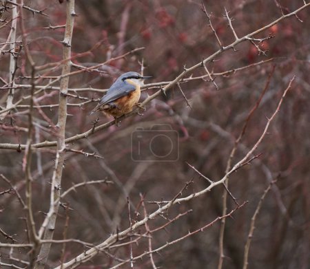 Juvenile nuthatch bird perched in a briar bush