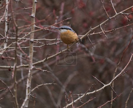 Pájaro trepador juvenil posado en un arbusto de cerdas