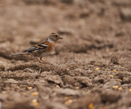 Téléchargez les photos : Badigeonner l'oiseau sur le sol à un lieu d'alimentation pour les animaux dans la forêt - en image libre de droit