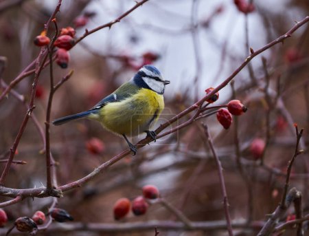 Photo for Blue tit bird, Cyanistes caeruleus, perched on a briar bush with berries - Royalty Free Image