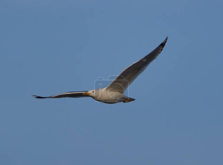 Foto de Pájaro gaviota en vuelo en la hermosa madrugada - Imagen libre de derechos