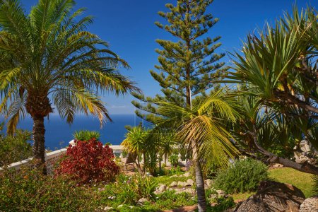 Téléchargez les photos : Paysage de Tenerife avec palmiers et plantes tropicales, océan au loin - en image libre de droit
