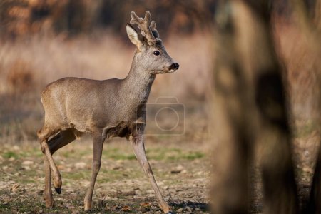 Roebuck with fluffy horns in early spring in forest
