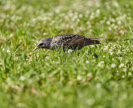 Foto de Pájaro estornino, Sturnus vulgaris, alimentándose en la hierba, tratando de atrapar pequeñas moscas de primavera y otros insectos - Imagen libre de derechos