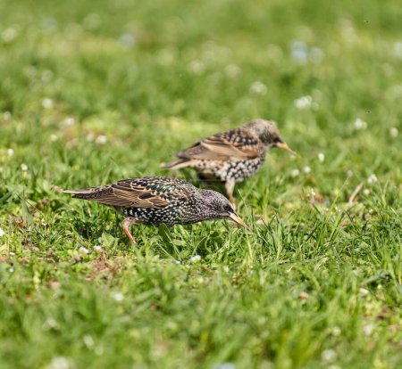 Oiseau étourneau, Sturnus vulgaris, butinant dans l'herbe, essayant d'attraper de petites mouches printanières et d'autres insectes