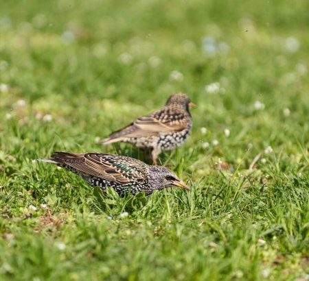 Pájaro estornino, Sturnus vulgaris, alimentándose en la hierba, tratando de atrapar pequeñas moscas de primavera y otros insectos
