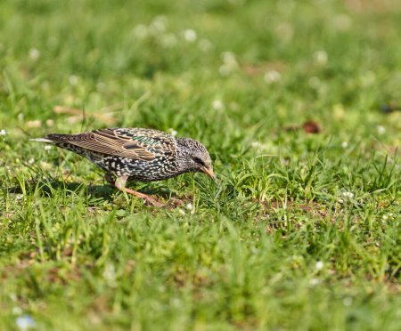 Téléchargez les photos : Oiseau étourneau, Sturnus vulgaris, butinant dans l'herbe, essayant d'attraper de petites mouches printanières et d'autres insectes - en image libre de droit
