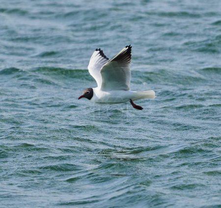 Black headed gull in flight fishing on a lake for small crustaceans or fish