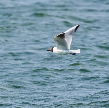 Téléchargez les photos : Goéland à tête noire en vol pêche sur un lac pour les petits crustacés ou les poissons - en image libre de droit