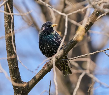 Pájaro estornino, Sturnus vulgaris, encaramado - una de las primeras aves primaverales de Europa