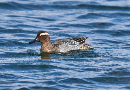 Garganey duck swimming on a lake in a sunny day, early spring