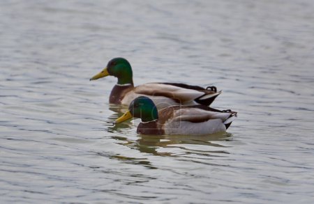 Une paire de canards sauvages, Anas crecca, mâles et femelles, sur un lac