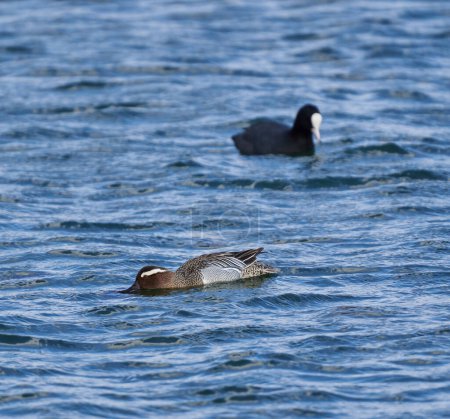 Garganey pato y un coot nadando en un lago