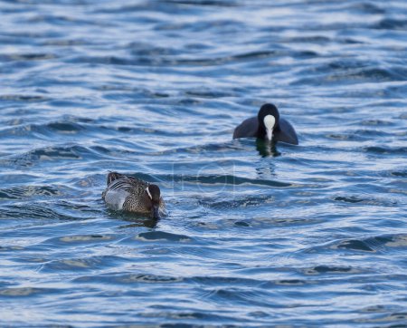 Garganey duck and a coot swimming on a lake