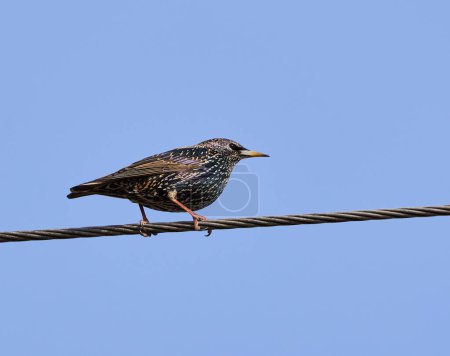 Photo for Starling bird, Sturnus vulgaris, perched, one of the earlies spring birds in the Europe - Royalty Free Image